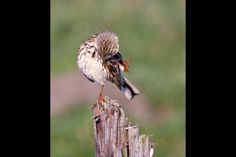 female reed bunting