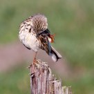 female reed bunting