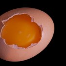 Yolk