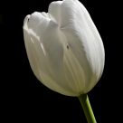 White Tulip & Tiny Insect
