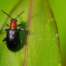 Long-horned Beetle