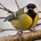 Great Tit