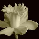 Narcissus