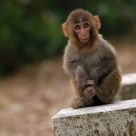 Baby Monkey