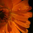 Orange waterdrops