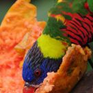 Hungry Parrot