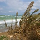 rush wind