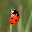 Ladybird