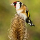 Goldfinch