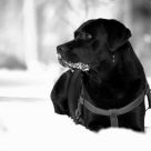 He loves snow