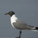 Solemn Laughing Gull