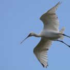 Spoonbill