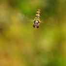 Flying Flowerfly