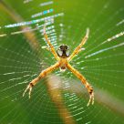 Spider on Web
