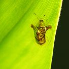 Tiny Tortoise Beetle