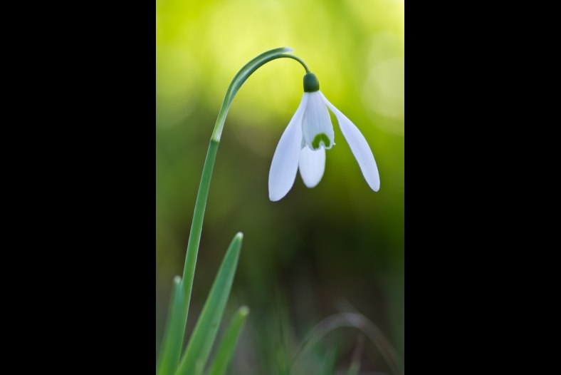 Snowdrop
