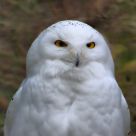 Snowy Owl