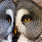 European Great Grey Owl
