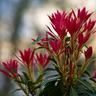 Peris in bloom