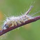 Lymantriidae Orgyiinae Antiqua