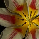 Stamens