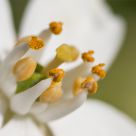 Flower's heart