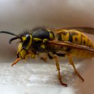 The Sting