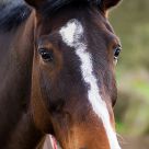 Mr Ed