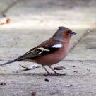 chaffinch