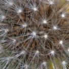 Allergie