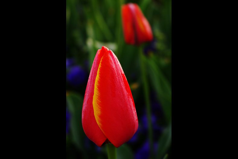 Tulip