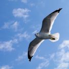Sea gull