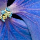 Hydrangea macrophylla