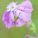 Leptophyes punctatissima