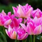 Totally Tulips