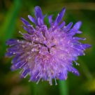 Clover Close-up