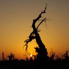 Populus at sunrise