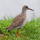 redshank