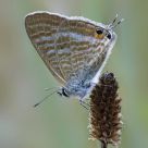 Lampides boeticus