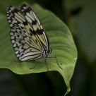 White Butterfly
