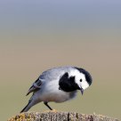 White Wagtail