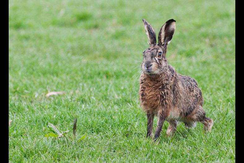 hare