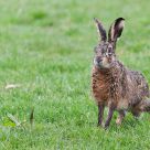 hare