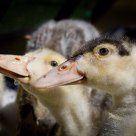 Ducklings