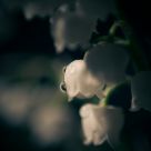 Lily Of The Valley