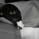Max in a Bag