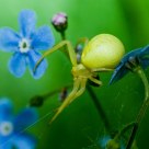 Dances in forget-me-nots