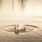 Tranquility