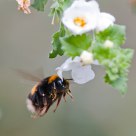 in flight