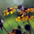 Yellow flowers
